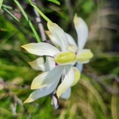 Caladenia ustulata at Coree, ACT - 9 Oct 2021