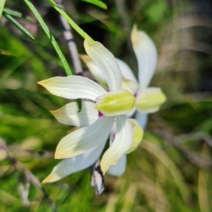 Caladenia ustulata at Coree, ACT - 9 Oct 2021