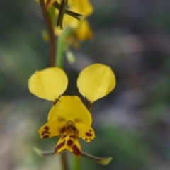 Diuris nigromontana (Black Mountain Leopard Orchid) at Canberra Central, ACT - 9 Oct 2021 by ClubFED