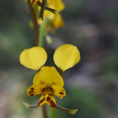 Diuris nigromontana (Black Mountain Leopard Orchid) at Black Mountain - 9 Oct 2021 by ClubFED