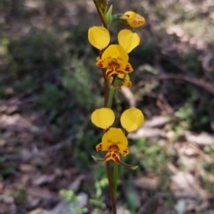 Diuris nigromontana at Point 5204 - suppressed