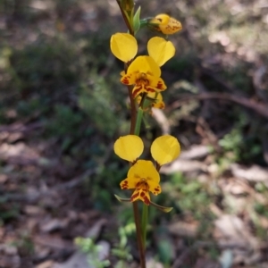 Diuris nigromontana at Point 5204 - suppressed