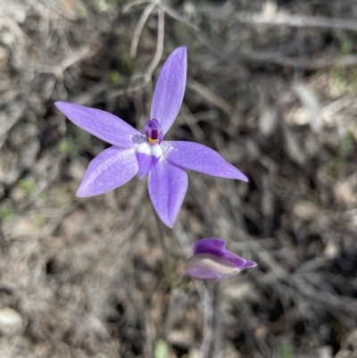 Glossodia major (Wax Lip Orchid) at Block 402 - 3 Oct 2021 by TheRealOrchidKombi