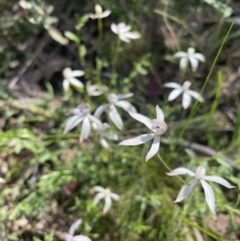 Caladenia ustulata (Brown Caps) at Stromlo, ACT - 4 Oct 2021 by TheRealOrchidKombi