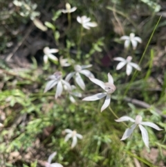 Caladenia ustulata (Brown Caps) at Block 402 - 3 Oct 2021 by TheRealOrchidKombi