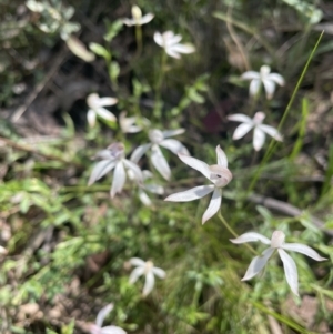 Caladenia ustulata at Stromlo, ACT - suppressed