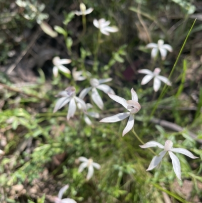 Caladenia ustulata (Brown Caps) at Block 402 - 3 Oct 2021 by TheRealOrchidKombi