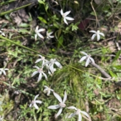 Caladenia ustulata at Stromlo, ACT - suppressed