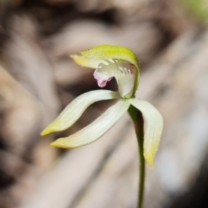 Caladenia ustulata at Coree, ACT - suppressed