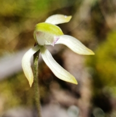 Caladenia ustulata at Coree, ACT - suppressed