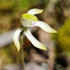 Caladenia ustulata at Coree, ACT - suppressed