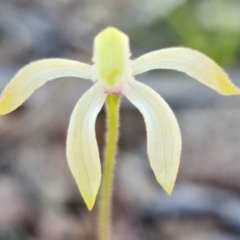 Caladenia ustulata at Coree, ACT - suppressed