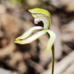 Caladenia ustulata at Coree, ACT - suppressed