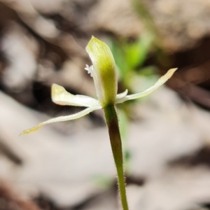 Caladenia ustulata at Coree, ACT - suppressed