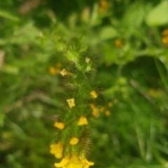 Amsinckia calycina/intermedia (intermediate) (Fiddleneck) at Watson, ACT - 9 Oct 2021 by MPW