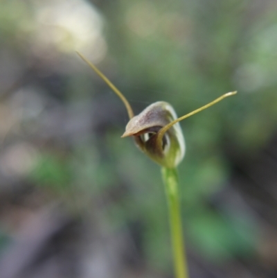 Pterostylis pedunculata (Maroonhood) at Canberra Central, ACT - 9 Oct 2021 by ClubFED