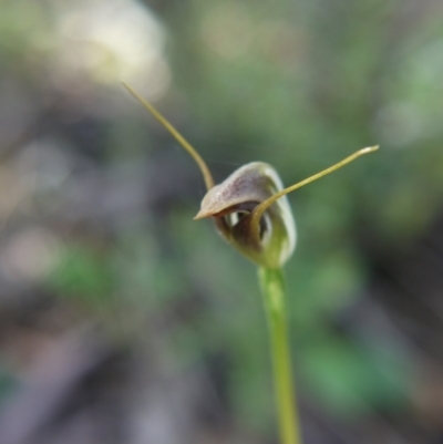 Pterostylis pedunculata (Maroonhood) at Black Mountain - 9 Oct 2021 by ClubFED