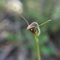 Pterostylis pedunculata (Maroonhood) at Point 5204 - 9 Oct 2021 by ClubFED