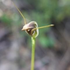 Pterostylis pedunculata at Undefined Area - suppressed