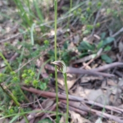 Pterostylis pedunculata at Undefined Area - suppressed