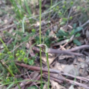 Pterostylis pedunculata at Undefined Area - suppressed