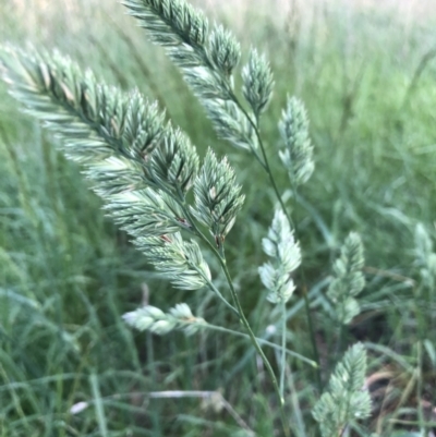 Dactylis glomerata (Cocksfoot) at Flea Bog Flat to Emu Creek Corridor - 9 Oct 2021 by Dora