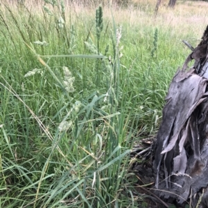 Dactylis glomerata at Belconnen, ACT - 9 Oct 2021