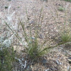 Austrostipa scabra (Corkscrew Grass, Slender Speargrass) at Flea Bog Flat to Emu Creek Corridor - 9 Oct 2021 by Dora