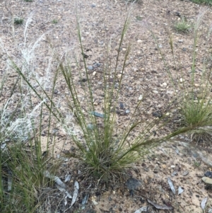 Austrostipa scabra at Belconnen, ACT - 9 Oct 2021 06:53 PM