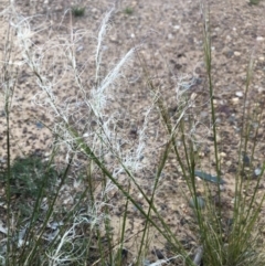 Austrostipa scabra at Belconnen, ACT - 9 Oct 2021 06:53 PM