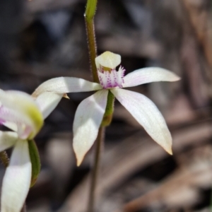 Caladenia ustulata at Coree, ACT - 9 Oct 2021