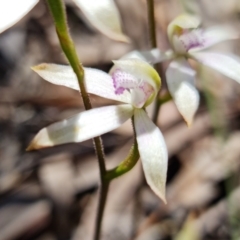 Caladenia ustulata at Coree, ACT - 9 Oct 2021