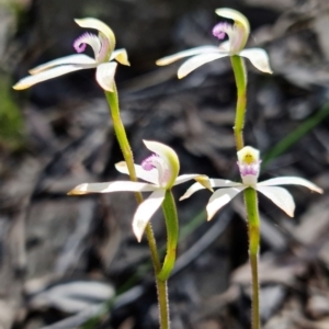 Caladenia ustulata at Coree, ACT - 9 Oct 2021