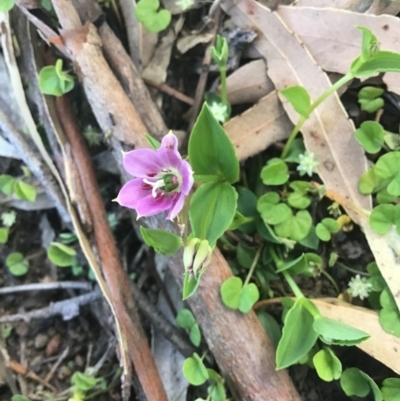 Schelhammera undulata (Lilac Lily) at Wingecarribee Local Government Area - 9 Oct 2021 by ESP