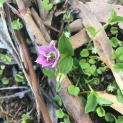 Schelhammera undulata (Lilac Lily) at Werai - 9 Oct 2021 by ESP