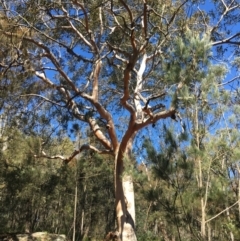 Eucalyptus punctata (Grey Gum) at Exeter - 17 Sep 2021 by ESP