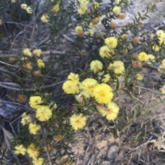 Acacia gunnii (Ploughshare Wattle) at Penrose, NSW - 12 Sep 2021 by ESP