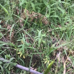 Chrysocephalum apiculatum (Common Everlasting) at Werai - 9 Oct 2021 by ESP