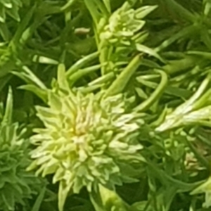 Scleranthus diander at Watson, ACT - 9 Oct 2021