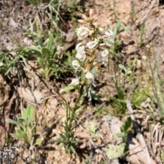 Stackhousia monogyna (Creamy Candles) at Namadgi National Park - 8 Oct 2021 by KMcCue