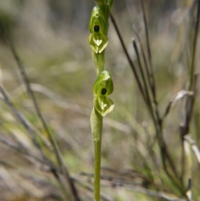 Hymenochilus bicolor (Black-tip Greenhood) at Molonglo Valley, ACT - 9 Oct 2021 by ClubFED