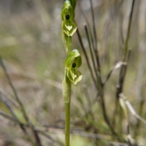 Hymenochilus bicolor (ACT) = Pterostylis bicolor (NSW) at Molonglo Valley, ACT - suppressed