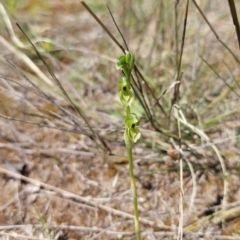 Hymenochilus bicolor at Molonglo Valley, ACT - 9 Oct 2021