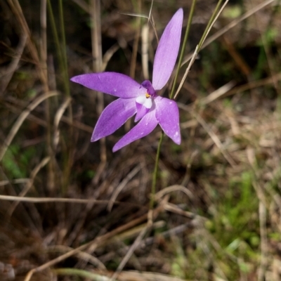 Glossodia major (Wax Lip Orchid) at Watson, ACT - 9 Oct 2021 by ClubFED