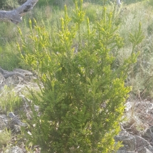 Styphelia triflora at Watson, ACT - 9 Oct 2021