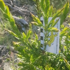 Styphelia triflora at Watson, ACT - 9 Oct 2021