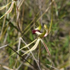 Caladenia atrovespa (Green-comb Spider Orchid) at Black Mountain - 9 Oct 2021 by ClubFED