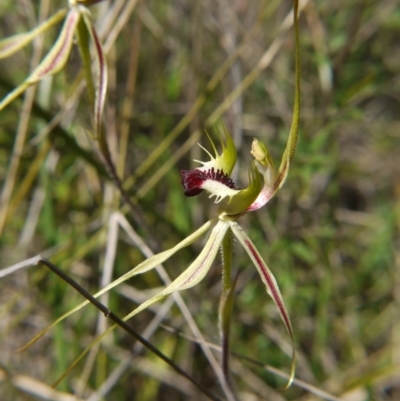 Caladenia atrovespa (Green-comb Spider Orchid) at Watson, ACT - 9 Oct 2021 by ClubFED