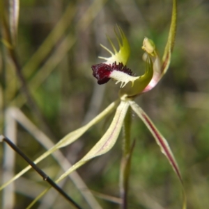 Caladenia atrovespa at Watson, ACT - suppressed