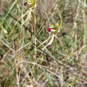 Caladenia atrovespa at Watson, ACT - suppressed